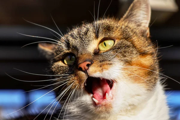 Twarz Kolorowy Kot Akcji Ona Robi Mew Miaow Głowa Kota — Zdjęcie stockowe
