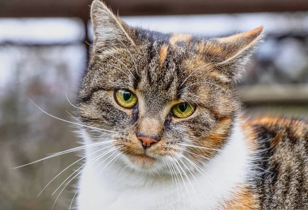 Domestic angry cat sitting in front of entry door. Kitten is pissed off.  Colourful Felis catus waiting on open door. Angry cat face. Green eye. Cat