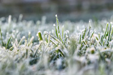Bir hoarfrost ve çim şaşırtıcı ortam oluşturmak. Ruh soğutma ile büyülü atmosferi olduğunu.