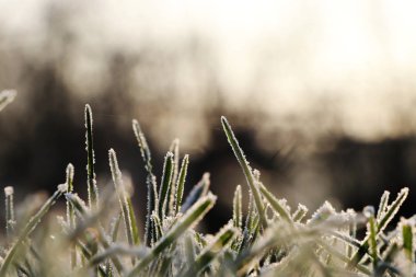 Bir ot hoarfrost sabah ışık huzurlu ortam oluşturma arka plan bulanık ile kaplı. Gölgeleri ve vurguları, arasındaki kontrast koyu ve açık.