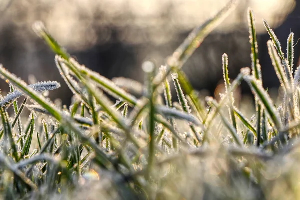 Гарне Ранкове Світло Холодною Температурою Створює Дивовижне Місце Фотографування Стебла — стокове фото