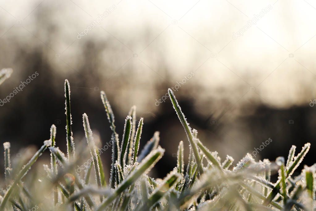 A grass covered hoarfrost in morning light with blurred background creating peaceful atmosphere. Shadows and highlights, contrast between dark and light.
