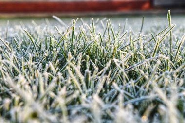 Büyük dünya küçük bir dünyada. İngilizce bir ot hoarfrost Ocak ayında kaplı ve inanılmaz gösterisi oluşturur.