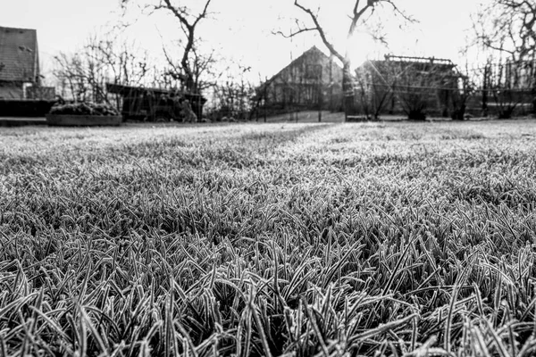 A black and white scenery of garden. A black and white grass covered hoarfrost in morning light. So lost and bleak atmosphere.