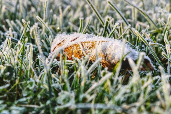 A lost frost leaf lying in frost grass in the middle of garden. He is still brown and waiting for some sun.