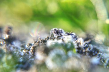 Küçük köstebek hill hoarfrost ile güzel bir detay. Kil beyaz bir kristal. Harika doğa güçlü.