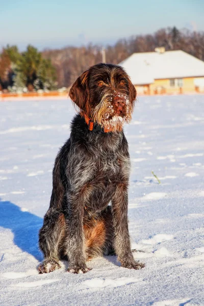 Güzel Bir Silah Köpek Cesky Fousek Kar Üzerinde Oturan Patronu — Stok fotoğraf