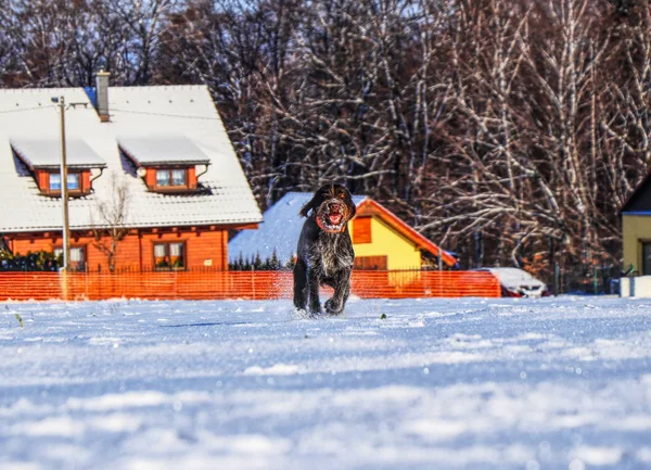 A gun dog running across frozen meadow for her owner. Beautiful training and listening her owner. A cesky fousek running in snow and enjoy it.
