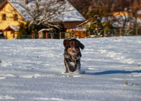 Cane Armato Cesky Fousek Sta Correndo Attraverso Prato Ghiacciato Sue — Foto Stock