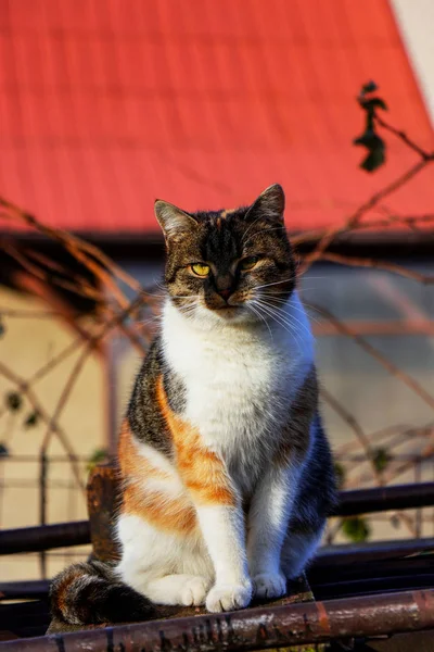 Tamkatt Sitter Brunt Tak Som Djurens Kung Försvara Egna Land — Stockfoto