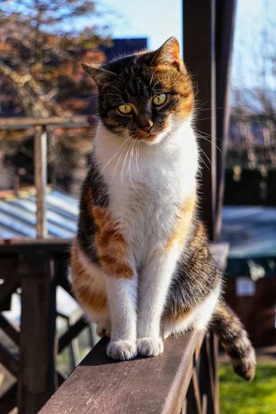 Un chaton coloré domestique curieux assis sur le rebord de la fenêtre brun en bois regardant doucement sur le sol. Elle pense peut-être à ce qu'elle va faire. ? — Photo