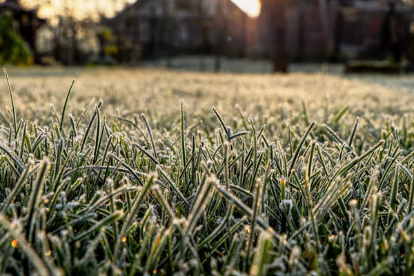 Un tallo de hierba cubre la nieve. Una luz de la mañana ilumina maravillosamente la hierba en el jardín. Tan pacífica y maravillosa vista — Foto de Stock