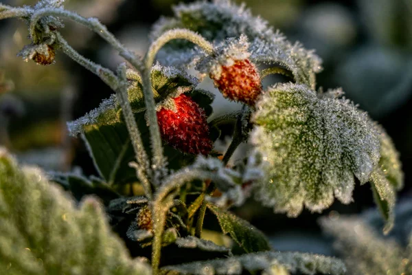 Las fresas congeladas sobre la hoja verde a la luz del sol de la mañana. Hermosa delicadeza fría con muchas vitaminas en la mañana — Foto de Stock