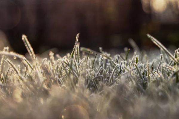 Una mañana tranquila y encantadora en el jardín. Una hierba está cubierta de heladas y el sol que envía la luz amarilla beautifly — Foto de Stock
