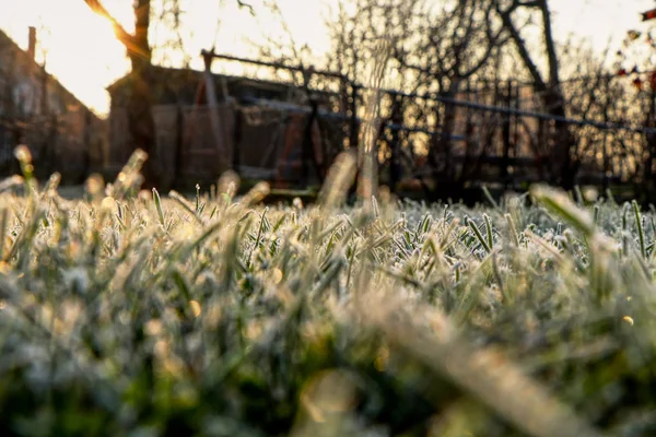 Un tallo de hierba con salida del sol. Una maravillosa historia de belleza — Foto de Stock