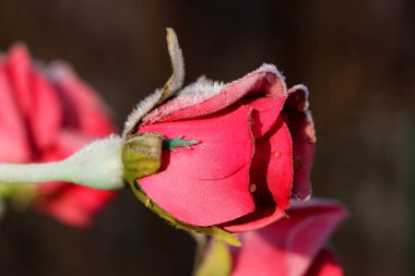 Güzel bir çiçek vazoda mezarlık olarak kaydedin. Bize zorla bir kırmızı gül uslu kız ve kadınların saygı