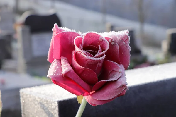 A red rose, Rosa, is last memory for losting some man or member of family. Rose is a beautiful gift. A red rose covered hoarfrost. Rose has magical abilities — Stock Photo, Image