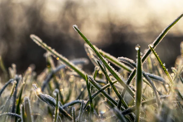 Um close-up em culm de grama coberto de água em estado sólido e criar uma atmosfera incrível. Deus da natureza — Fotografia de Stock