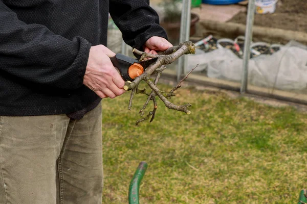 Man cuts small branches into a barrel. Man wears black jacket and old grey trousers. First spring work on garden. Garden work. Adjustment garden. Trimming branches — Stock Photo, Image