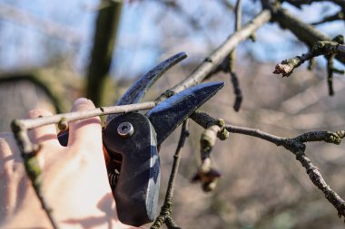 Ergen, yaz aylarında daha iyi hasat için küçük dalları keser. Ağaç küçük dalları sağlık için düzeltme. Bahar iş. El yapımı işi