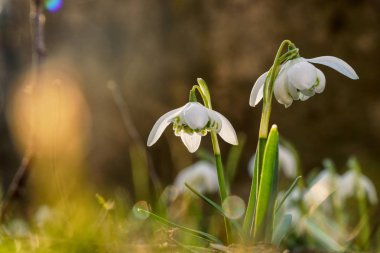 Galanthus Nivalis Bahçe üzerinde büyür ve ateş içinde arka ışık. Sarı arka ışık. Güneş ışığında yaprakları. Bahar çiçek. Kıştan sonra ilk Güzellik