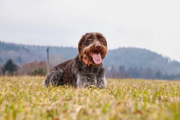 개 (하 운 드-보헤미안 와이어 머리 포인팅 그리 폰) 중간 필드에서 그의 머리 웃 고입니다. 나쁜 개는 실행에 대 한 준비 — 스톡 사진
