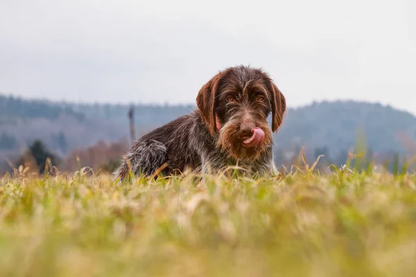 Dişi köpek kafasını gülerek. Bohem tel köpek onu namlu kaşıyor. Kaşıntı kötüdür. Köpek (Hound - bohem tel tüylü Griffon işaret) çim yalan ve beni izliyor