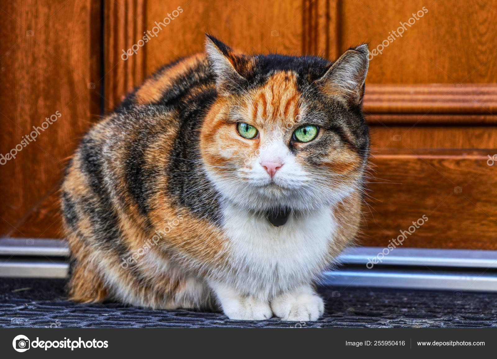 19,900+ Angry Cat Face Stock Photos, Pictures & Royalty-Free