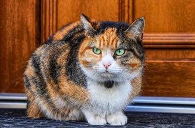 Domestic angry cat sitting in front of entry door. Kitten is pissed off. Colourful Felis catus waiting on open door. Angry cat face. Green eye. Cat has small bell around neck clipart