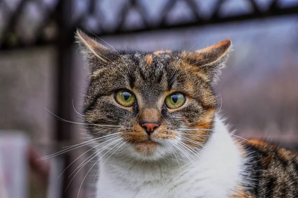 Katze überrascht Gesicht. Katze blickt in Kamera. Bunte Kätzchen stehen auf einer Holzbrüstung und blicken in den Garten. sie guckt etwas. Heimischer Moggie auf der Hut — Stockfoto