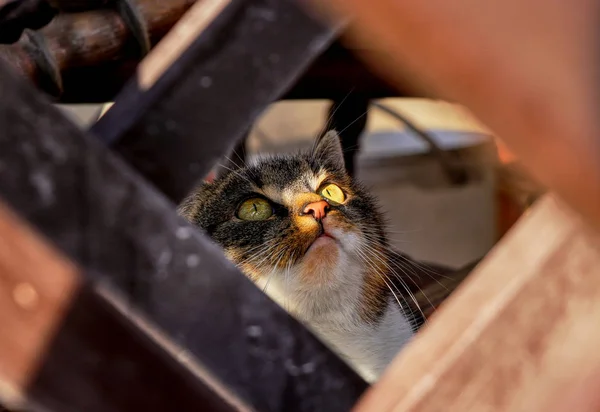 Dociekania twarz kota. Kot patrzy na niebo. Kitten jest oglądanie czegoś na szczycie Pergola. Zielone oczy oglądać jakiś ruch. Kitten twarz. Alert twarzy. Ostrożny twarz — Zdjęcie stockowe