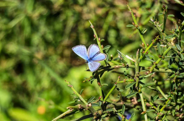 Östlicher Schlagstock blau, Pseudophilotes vicrama, gefährdete Schmetterlingsarten in Europa. dieser blaue Schmetterling fliegt in Büschen im Nationalpark der Akamas-Halbinsel, Zypern. — Stockfoto