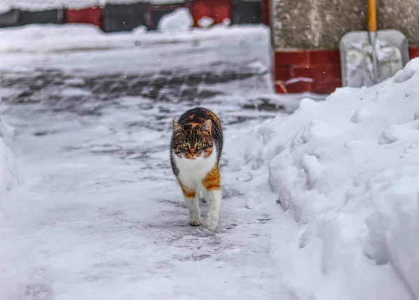 Hauskätzchen geht auf Gehweg. Die süße Katze läuft im Schnee. ernstes Katzengesicht im Winter. Das Raubtier kommt. bunte junge Katzenkatze, die mit Blick in die Kamera läuft. Inspektion am Morgen — Stockfoto