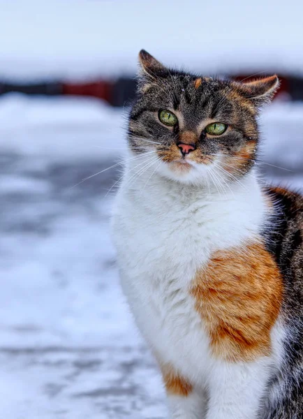 雪の中に立つ国内の自己重要子猫。傲慢な猫の顔は、カメラを見て。スヌーティな顔。ボスに見えるフェリスカタスは私たちに彼女の美しさ全体を示しています — ストック写真