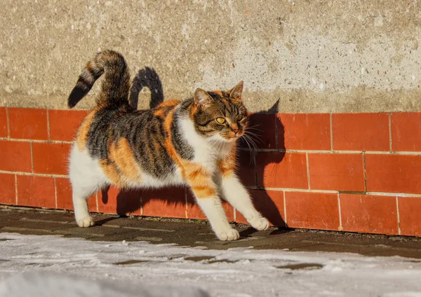 다음 훈련을 준비하는 새끼 고양이. 국산 고양이는 날짜 전에 스트레칭입니다. 열심히 일하는 중범죄 catus 에 첫 번째 에피소드 의 그녀의 훈련 — 스톡 사진