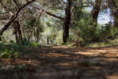 Bir tepede huzurlu ve dinlendirici orman yolu. Kıbrıs doğa etrafında Harika jorney. Kıbrıs Akamas Yarımadası Milli Parkı'nda büyüleyici yürüyüş. Milli parkta Afrodit izi 