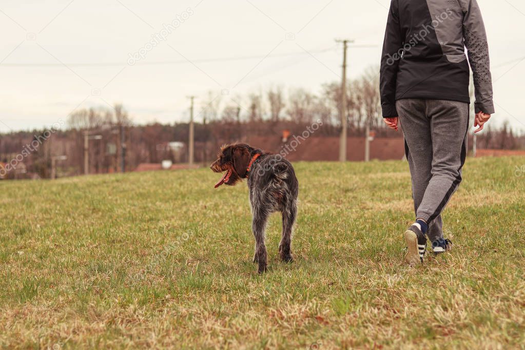 Young woman walks with her best friend in the countryside. Bohemian wire, Barbu tcheque, goes next her owner. Cloudy sky and clear air. Couple, relationship between dog and women. Girl and dog. 