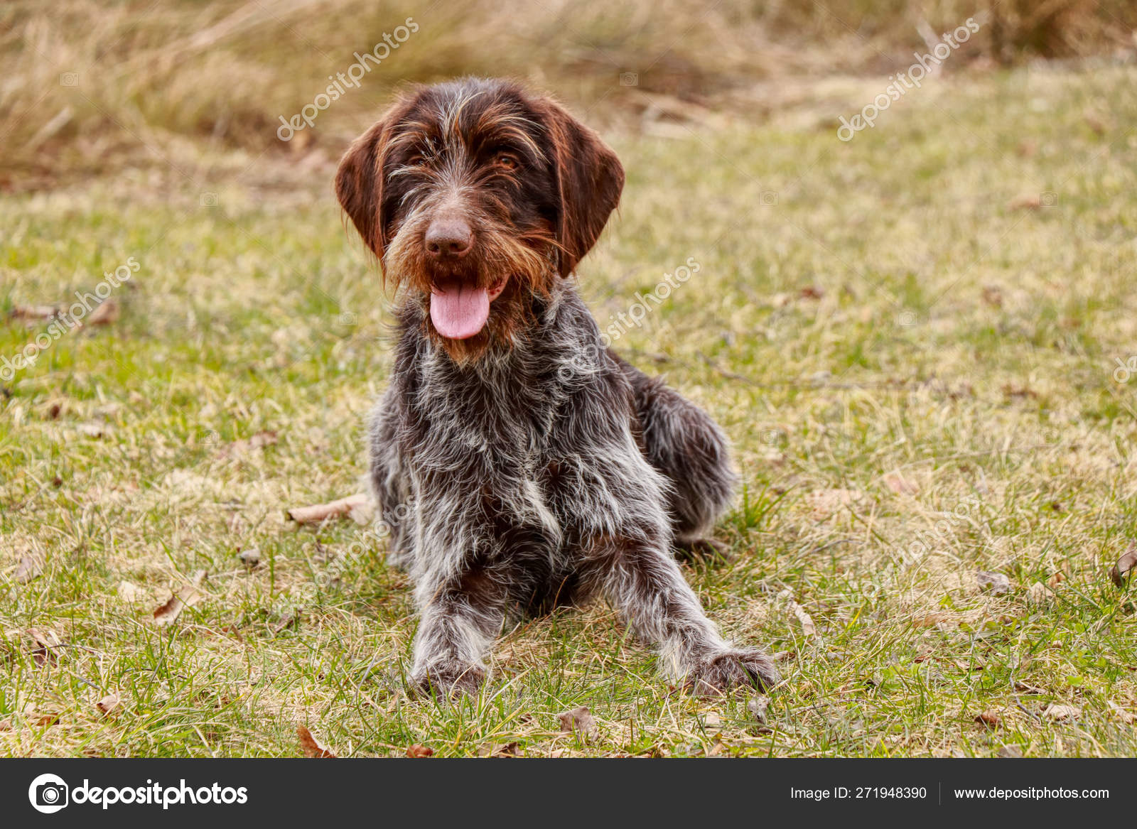 Happy Animal Face In Grass Cesky Fousek Czech Pointer Smiles At The Whole World Total Relax After Long Run Playful Puppy With Tongue Out Resting On The Garden Stock Photo C