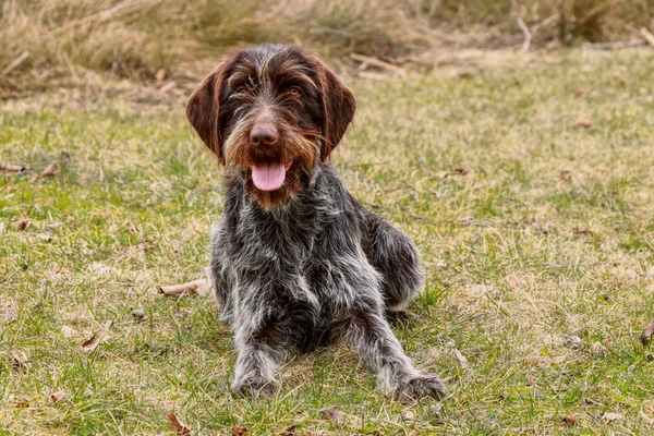 Bohemian pointer - dog lying on grass after hard and exacting work. Deserved time off. Happy animal face. Happiness in this moment. Gun dog waiting for command of her owner