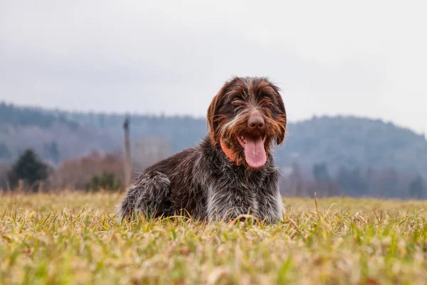 Niesamowita miłość czeski drut siedzi i relaks w trawie łąki. Wirehaired Puppy jest relaks z językiem i szczęśliwy twarz zwierząt w polu. Czeski wskaźnik cieszyć się czystym powietrzem — Zdjęcie stockowe