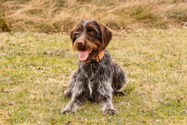 Gun Dog wachten op commando van haar eigenaar. Trainen met Boheemse draad hond in het wild. De Tsjechische aanwijzer moet onmiddellijk reageren na het geluid van het signaal — Stockfoto