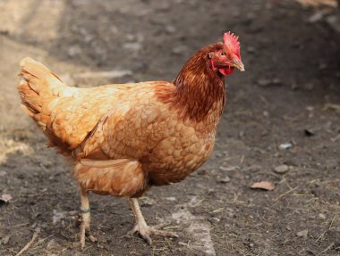 Closeup yerli tavuk güneşin gölgesinde parçalara ayrılır. Hayvan kafası gölgede ve vücudun geri kalanı sıcak güneşüzerinde. Güneş'in önünden gölgelemek için koşar.