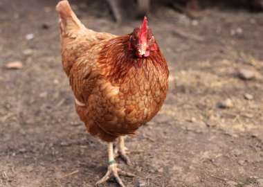 Güneşli bir günde bahçede kahverengi yerli hen portre kadar kapatın. Güzel gözleri görünümlü ve çiftlik üzerinde kameraya poz ile güzel bir hen. Iyi beslenen tavuk yiyecek için bekleyin