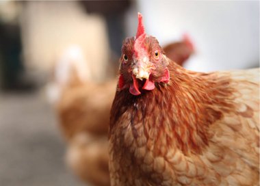 Hey, senin sorunun ne? Bahçede yerli hen komik ifade. Çiftlik hayvanının sorgulayıcı yüzü. Kırmızı tuft ve kırpma ile kahverengi furt. Gerçek zamanlı olarak Kesilmemiş Beast. 