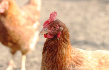 Evcil kümes hayvanı türü, kırmızı orman kuşlarının alt türü. Kırmızı gaga ve gaga ile Hayvan komik yüz. 