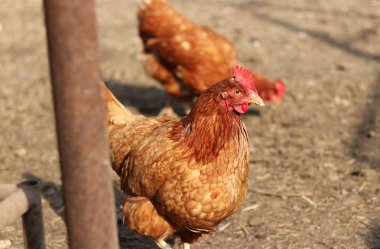 Harika kahverengi tavuk, kameraya bak. Dışarıdaki komik hayvan suratı. Aktif tavuk. Gallus gallus domesticus. Kırmızı gagalı, kahverengi boyunlu..