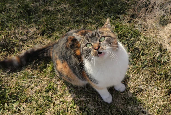 Colourful pet trustingly looks on me and waits for some treats. Domestic kitten is sitting on the ground and with her mouth open she looks into the air — Stock Photo, Image