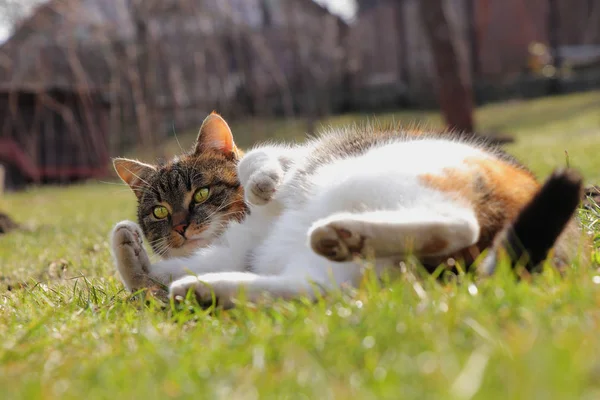 Sportive and rollicking domesticated cat who is lying in grass. Bored feline rests on the garde and warms up. Kitten only watchs some actions on the garden.