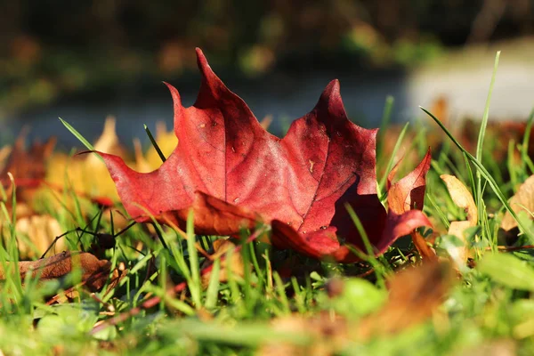 Pezzo di incredibile natura canadese in una piccola bella foglia di marmo rosso. Acer a terra. Immagine esemplare dell'autunno. Foglia di marmo è giace a terra tra le altre foglie — Foto Stock