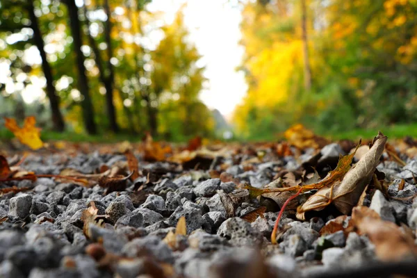 Mostro della natura in strada ceca nella foresta. Strada di ghiaia piena di foglie colorate autunno principalmente marple. L'autunno è in pieno svolgimento. Alberi meravigliosi intorno strada forestale . — Foto Stock